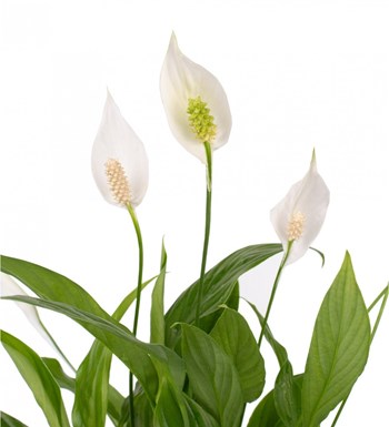 Spathiphyllum - Barış Çiçeği