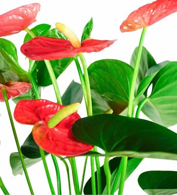 Antoryum - Anthurium